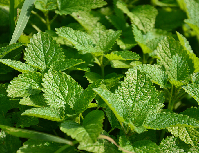 culture menthe poivrÃ©e bio massif central